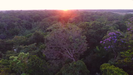 Luftdrohnenansicht-über-Dem-Blätterdach-Im-Wald-Von-Französisch-Guayana.-Amazonas-Sonnenuntergang